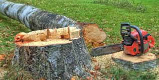 Best Tree Preservation Services  in Monticello, MN
