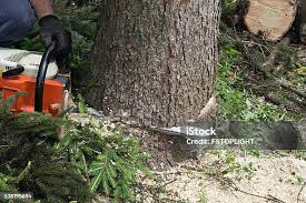 Best Storm Damage Tree Cleanup  in Monticello, MN