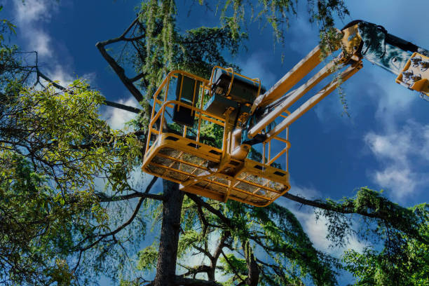 Professional Tree Services in Monticello, MN