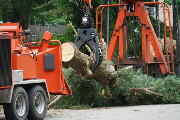 Best Hazardous Tree Removal  in Monticello, MN