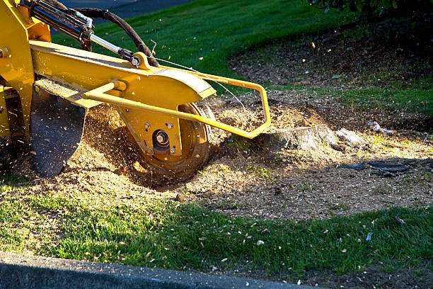 Best Emergency Tree Removal  in Monticello, MN