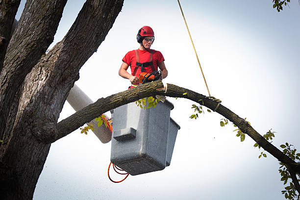 Best Tree Removal  in Monticello, MN