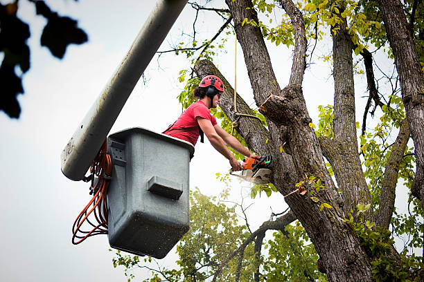 How Our Tree Care Process Works  in  Monticello, MN