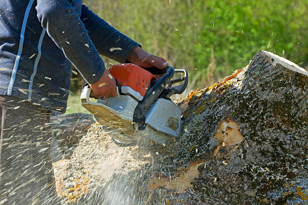 Best Firewood Processing and Delivery  in Monticello, MN