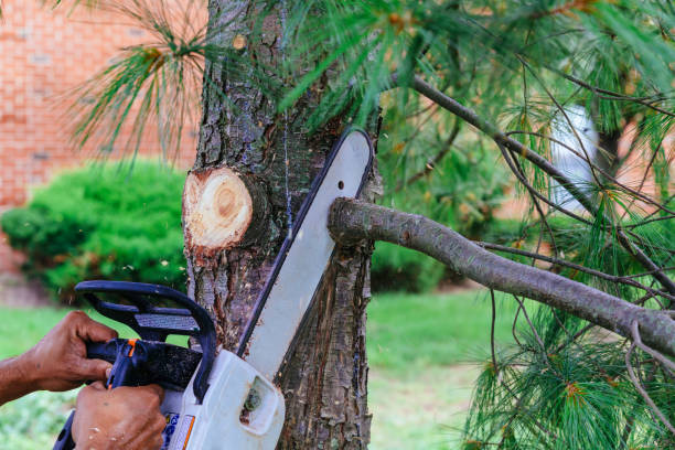 Best Pest Control for Lawns  in Monticello, MN