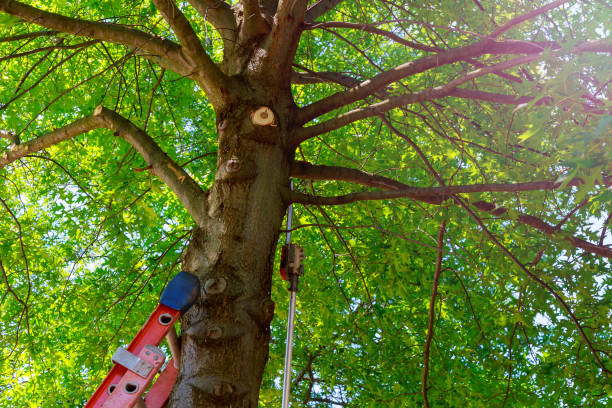 Best Tree Maintenance Programs  in Monticello, MN